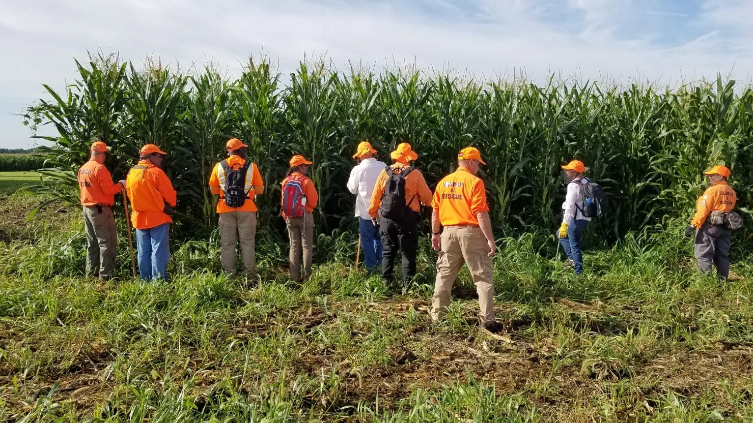 Searchers in orange clothing line up along the edge of a tall cornfield.